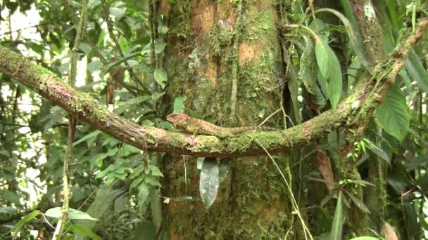 Video Bocourt Dwarf Iguana Enyalioides Heterolepis Ecuador Forest Nature — Vídeos de Stock