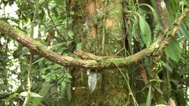 Video Bocourt Dwarf Iguana Enyalioides Heterolepis Ecuador Skog Natur — Stockvideo