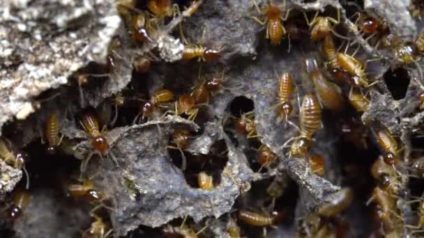 Video Nasute Termites Defending Break Nest Tropical Rainforest Ecuador — Stock Video