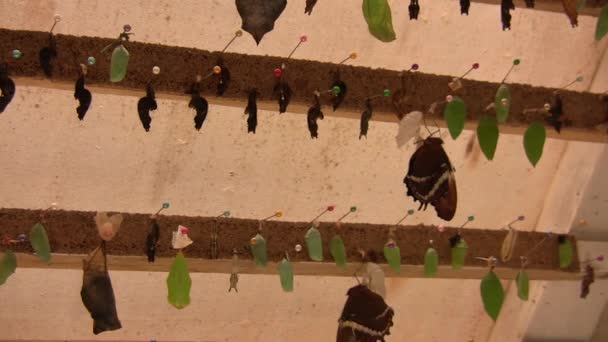Метелики Лялечки Настінна Ферма Відео — стокове відео