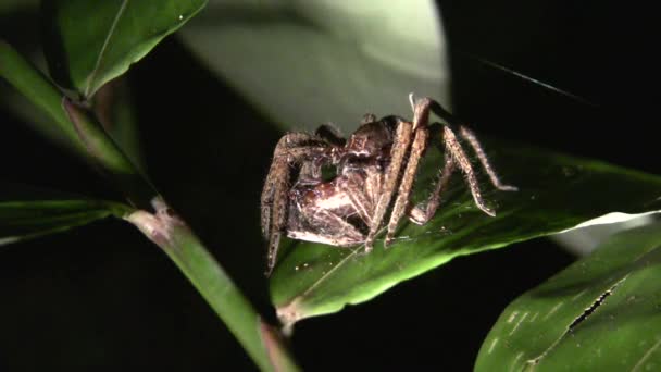 Video Araña Araña Errante Ctenidae Comiendo Otra Araña — Vídeo de stock