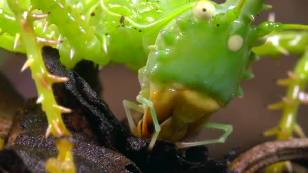 Video Thorny Devil Katydid Panacanthus Cuspidatus Groene Cricket — Stockvideo