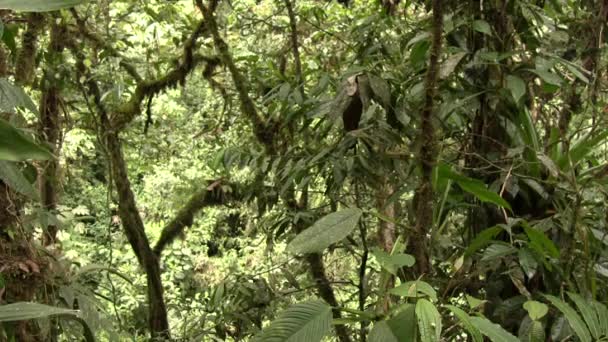 Green Forest Trees Environment Flora Video Tropical Plant Leaves — Stock Video