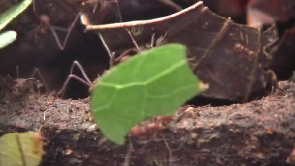 Video Hormigas Cortadoras Hojas Atta Portando Trozos Hojas — Vídeos de Stock