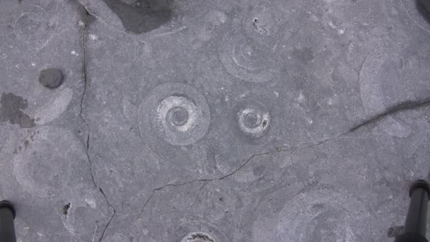 Zoom Ammonites Video Šedého Povrchu Kamene — Stock video