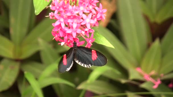 Naturaleza Incesto Vídeo Mariposa — Vídeos de Stock
