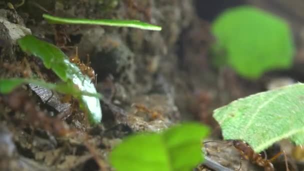 Atta Portant Des Morceaux Feuilles Vidéo Ralenti Fourmis Coupeuses Feuilles — Video