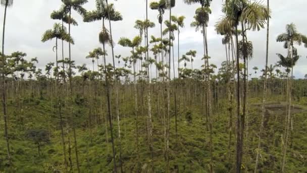 Gröna Långa Träd Miljö Flora Video Skog — Stockvideo