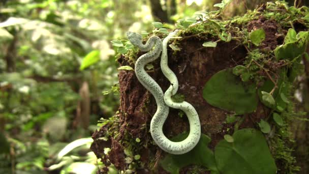 Video Von Zwei Gestreifte Waldpitviper Schlange Bothriopsis Bilineata Regenwald Der — Stockvideo