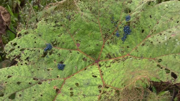 Video Brouků Modrých Brouků Listových Chrysomelidae Defoilating Gunnera Plant — Stock video