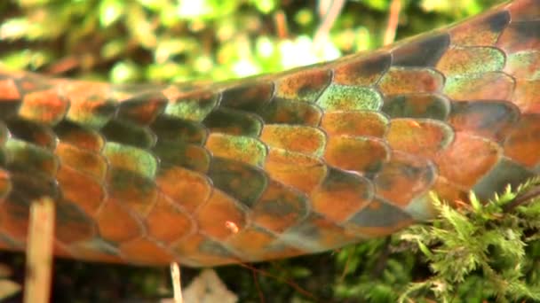 Video Rusty Whipsnake Chironius Scurrulus Skin — Stock Video