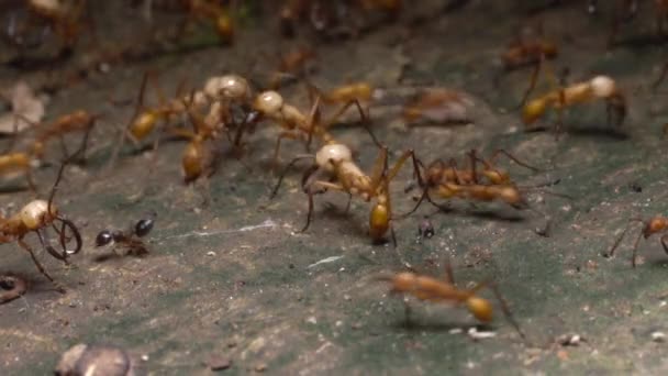 Brązowe Mrówki Armia Mrówki Eciton Działa Podłodze Lasów Deszczowych Ekwadorskiej — Wideo stockowe