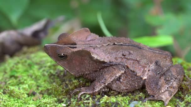 Crested Forest Toad Rhinella Margaritifera Brown Frog Video — Stok Video