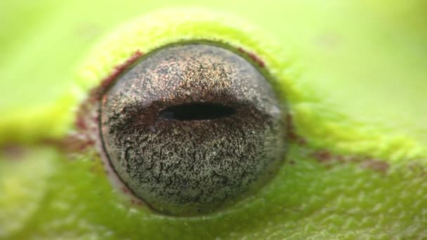 Close Vídeo Frog Eye Rough Skinned Green Treefrog Hypsiboas Cinerascens — Vídeo de Stock