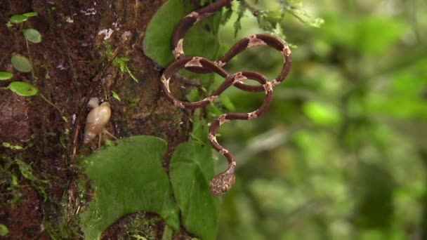 Juvenile Common Kör Başlı Ağaç Yılanı Imantodes Cenchoa Nın Yağmur — Stok video