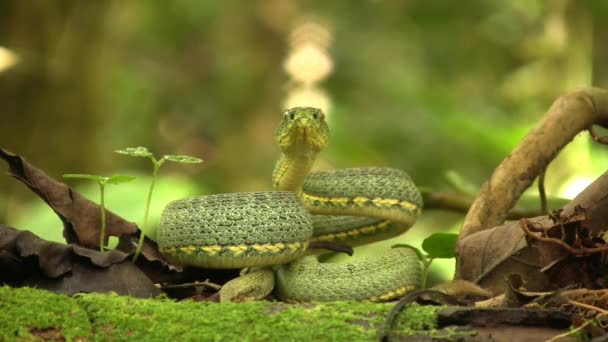 Video Dos Serpientes Pitviper Bosque Rayado Bothriopsis Bilineata Selva Tropical — Vídeos de Stock