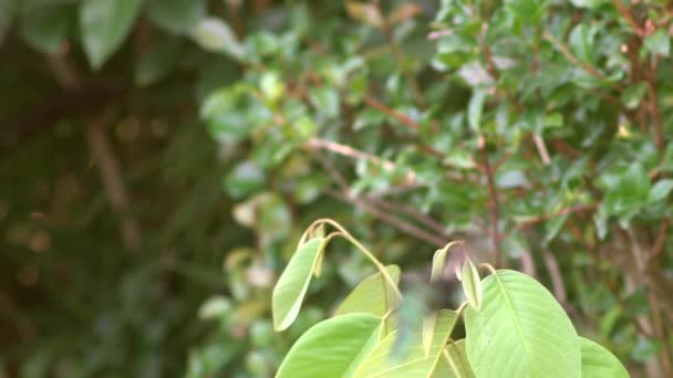 Csillogó Lila Fül Kolibri Madár Colibri Korpuszkok Lassú Mozgás Ecuador — Stock videók