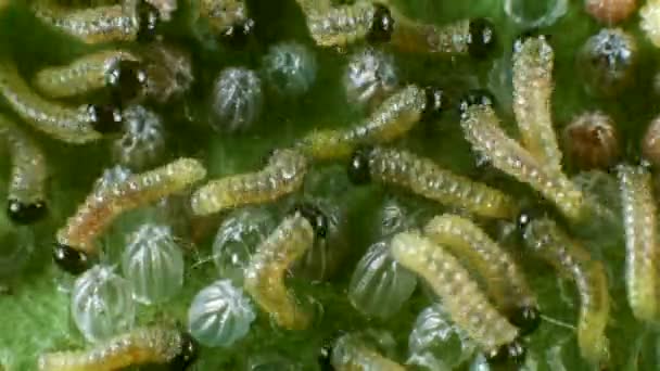 Time Lapse Vídeo Hatching Eggs Gulf Fritillary Agraulis Vanillae — Vídeo de Stock