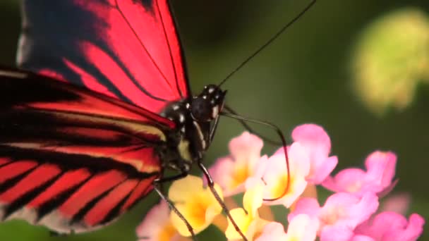 Natura Kazirodztwo Film Motylem — Wideo stockowe