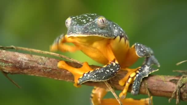 Video Rana Verde Amarilla Saltando Amazon Leaf Frog Cruziohyla Craspedopus — Vídeos de Stock
