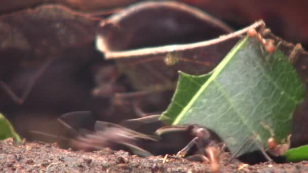 Video Hormigas Cortadoras Hojas Atta Portando Trozos Hojas — Vídeos de Stock