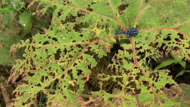 Video Brouků Modrých Brouků Listových Chrysomelidae Defoilating Gunnera Plant — Stock video