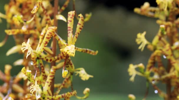 Video Bir Cycnoches Çiçekleri Suarezii Orkidesi Çiçek Yetiştiriyor — Stok video