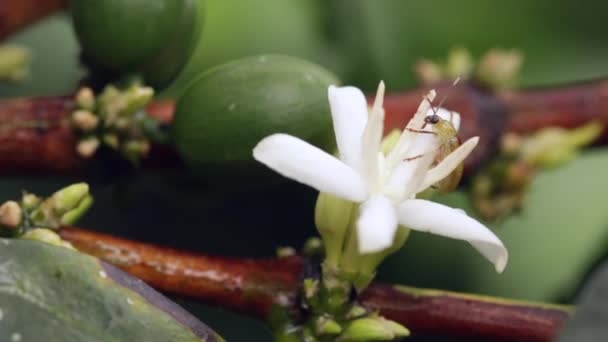 Video Flora Verde Flores Blancas — Vídeo de stock