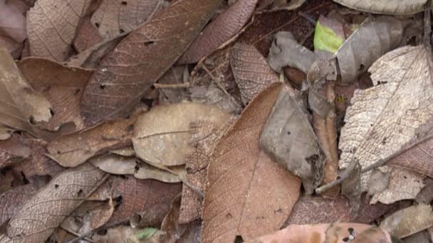 teigne de couleur beige, Équateur, insecte vidéo 