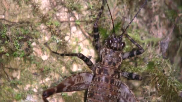 Crickets Acasalando Tronco Árvore Vídeo — Vídeo de Stock