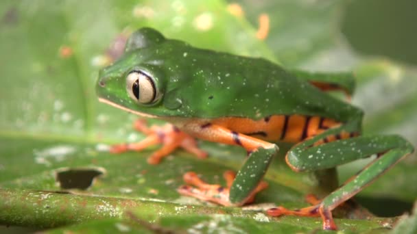 Βίντεο Από Tiger Ριγέ Φύλλα Βάτραχος Στη Φύση Phyllomedusa Tomopterna — Αρχείο Βίντεο