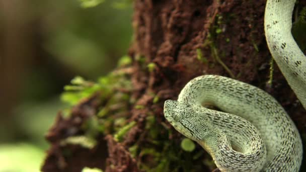 Video Dos Serpientes Pitviper Bosque Rayado Bothriopsis Bilineata Selva Tropical — Vídeos de Stock