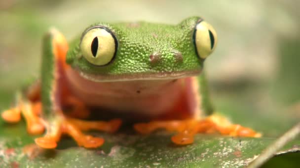 Video Rana Hoja Verde Pequeña Agalychnis Hulli Parpadea Ojos Ecuador — Vídeos de Stock