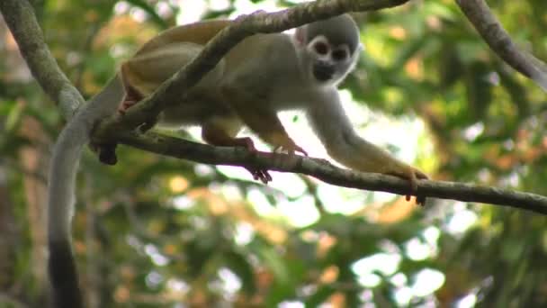 Mono Ardilla Saimiri Sciureus Pequeño Mono Árbol Flora Fauna Video — Vídeos de Stock