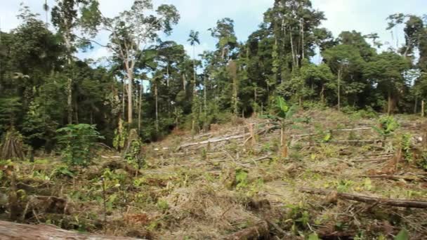 风暴过后森林中被毁的树木 环境植物的录像 — 图库视频影像