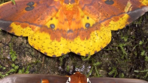 날개달린 갈색과 노란색을 곤충의 비디오 — 비디오