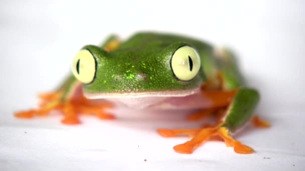 Beyaz Yüzeyde Küçük Yeşil Yaprak Kurbağası Videosu Agalychnis Hulli Gözlerini — Stok video