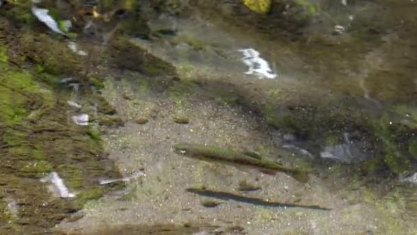 Arco Íris Juvenil Truta Oncorhynchus Mykiss Nadando Água Câmera Lenta — Vídeo de Stock