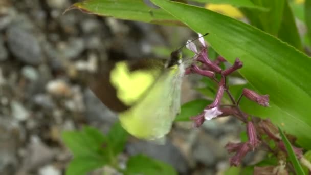 Video Motýla Přírodě Zpomalení — Stock video