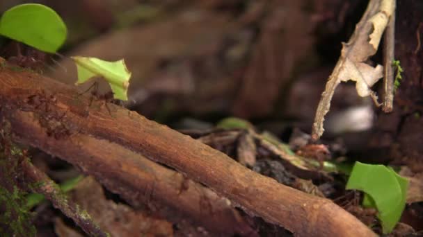 Slow Motion Video Van Bladsnijmieren Atta Met Stukjes Bladeren Kleine — Stockvideo