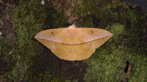 Two Giant Silkworm Moths Lonomia Family Saturniidae Tree Bark Moss — Stock Video