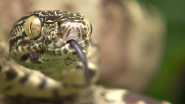 Video Jardín Árbol Boa Serpiente Corallus Hortulanus Moviendo Lengua Cámara — Vídeo de stock