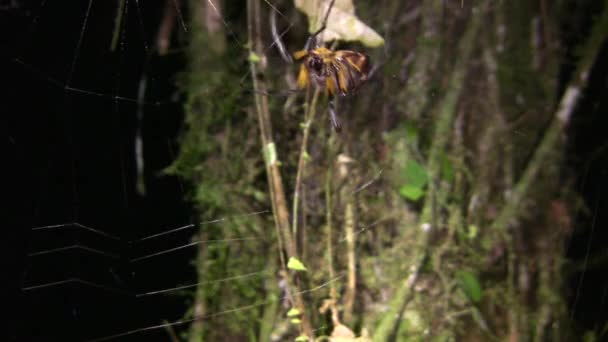Video Spindel Skrämmande Insekt — Stockvideo