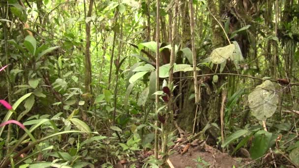 Grüne Waldbäume Umweltflora Video Von Tropischen Pflanzenblättern — Stockvideo