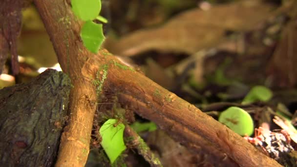 Yaprak Kesen Karıncaların Yavaş Çekim Videosu Yaprak Parçaları Taşıyan Atta — Stok video
