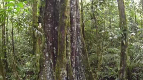 Peixe Olho Vídeo Árvores Florestais Verdes Flora Ambiente — Vídeo de Stock