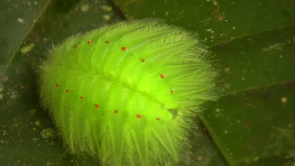 Video Green Caterpillar Amazonian Slug Caterpillar Limacodidae Cup Moths — Stock Video