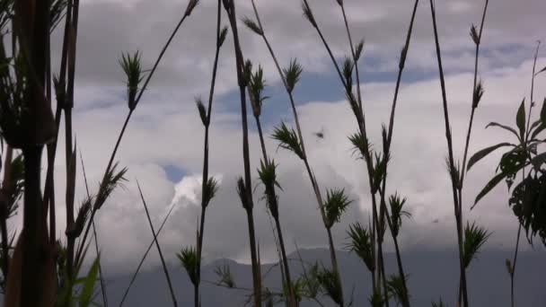 Bamboo Chusquea Ecuadorian Andes Video — 비디오