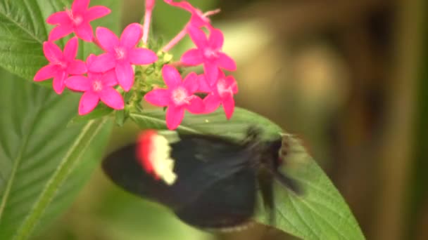Wideo Listonosza Długoskrzydły Motyl Heliconius Melopemene Czerwony Czarny Motyl — Wideo stockowe