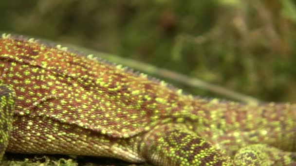 Bocourt Dwarf Iguana Enyalioides Heterolepis的录像 厄瓜多尔森林自然 — 图库视频影像